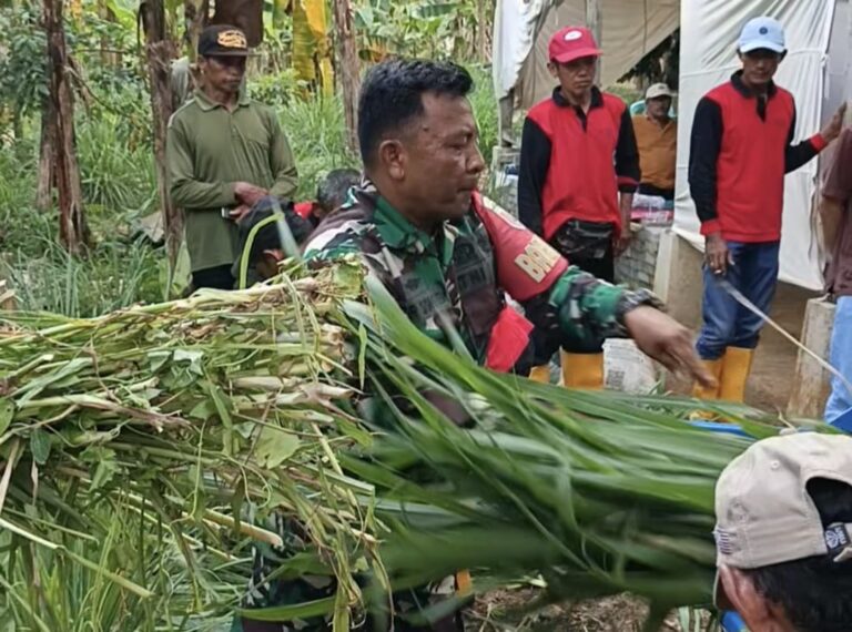 ‎Ampelgading – Sebanyak tiga puluhan peserta bimtek budidaya dan pengolahan pakan ternak terjun praktek membuat pakan ternak dalam suasana TMMD 126 Lebakharjo, Ampelgading, Kabupaten Malang, Jawa Timur,