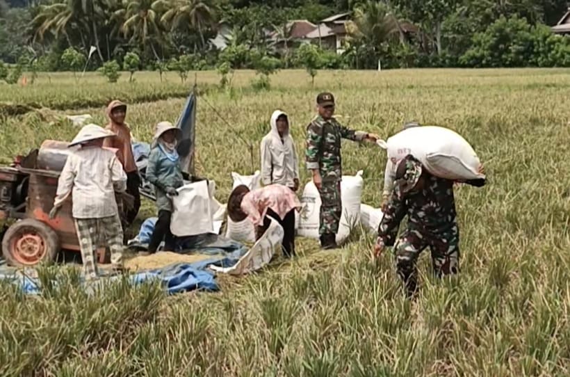 ‎Ampeldaging — Sejumlah anggota Satuan Tugas (Satgas) TNI Manunggal Membangun Desa (TMMD) ke-126 terlihat menyatu dengan warga, bahu-membahu membantu proses dores padi (perontokan padi) di hamparan sawah Desa Lebakharjo, Kecamatan Ampelgading, Kabupaten Malang, Jumat (31/10/2025).