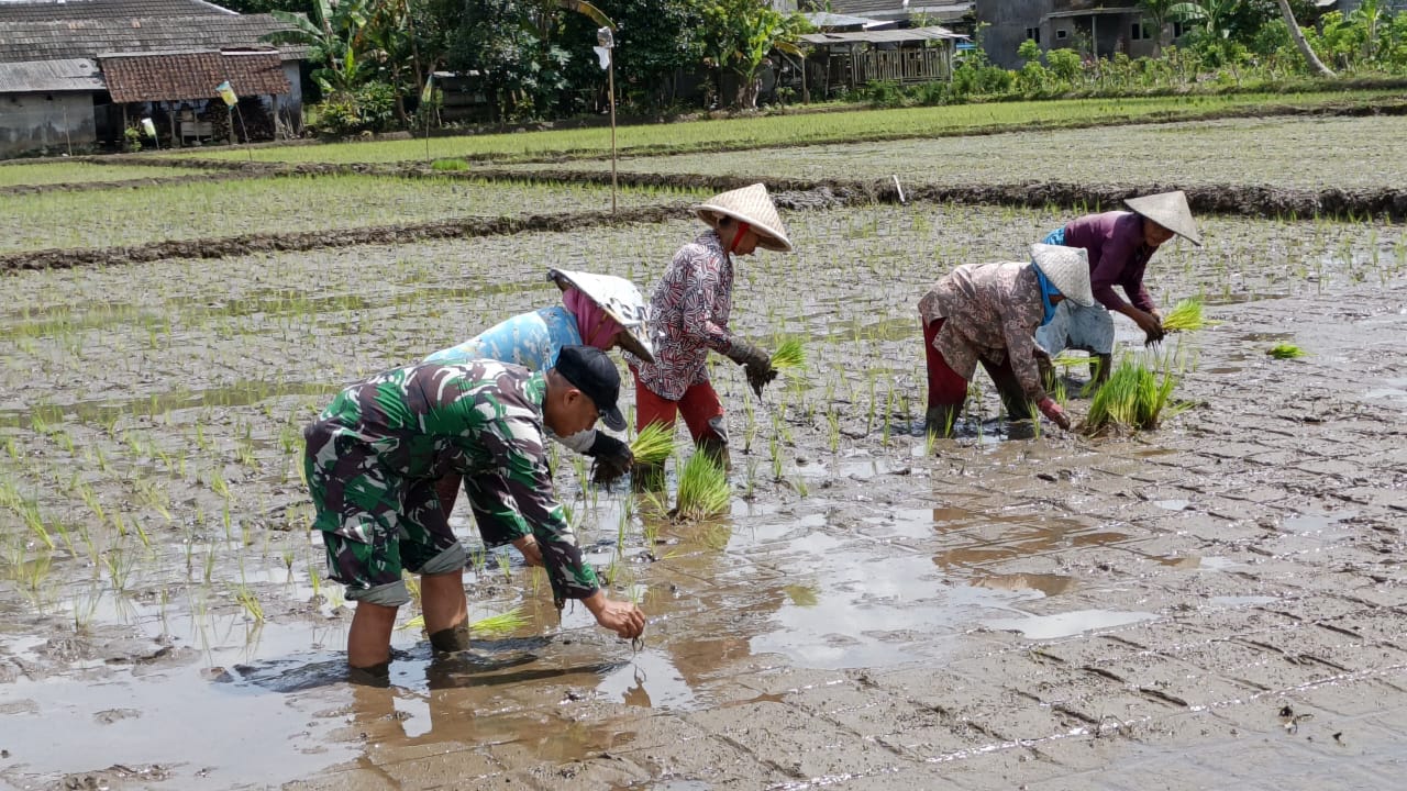 Ampelgading – Pagi yang sejuk di Dusun Krajan 1 B, Desa Lebakharjo, Kecamatan Ampelgading, Kabupaten Malang (10/2025), menjadi saksi kebersamaan antara anggota Satgas TMMD ke-126 dan warga setempat.