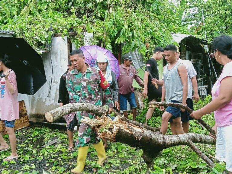 Pohon Tumbang Timpa Rumah Warga di Banyuwangi, Babinsa Kelurahan Sobo Sertu Didik Budi Prasetyo Turun Tangan Bantu Evakuasi