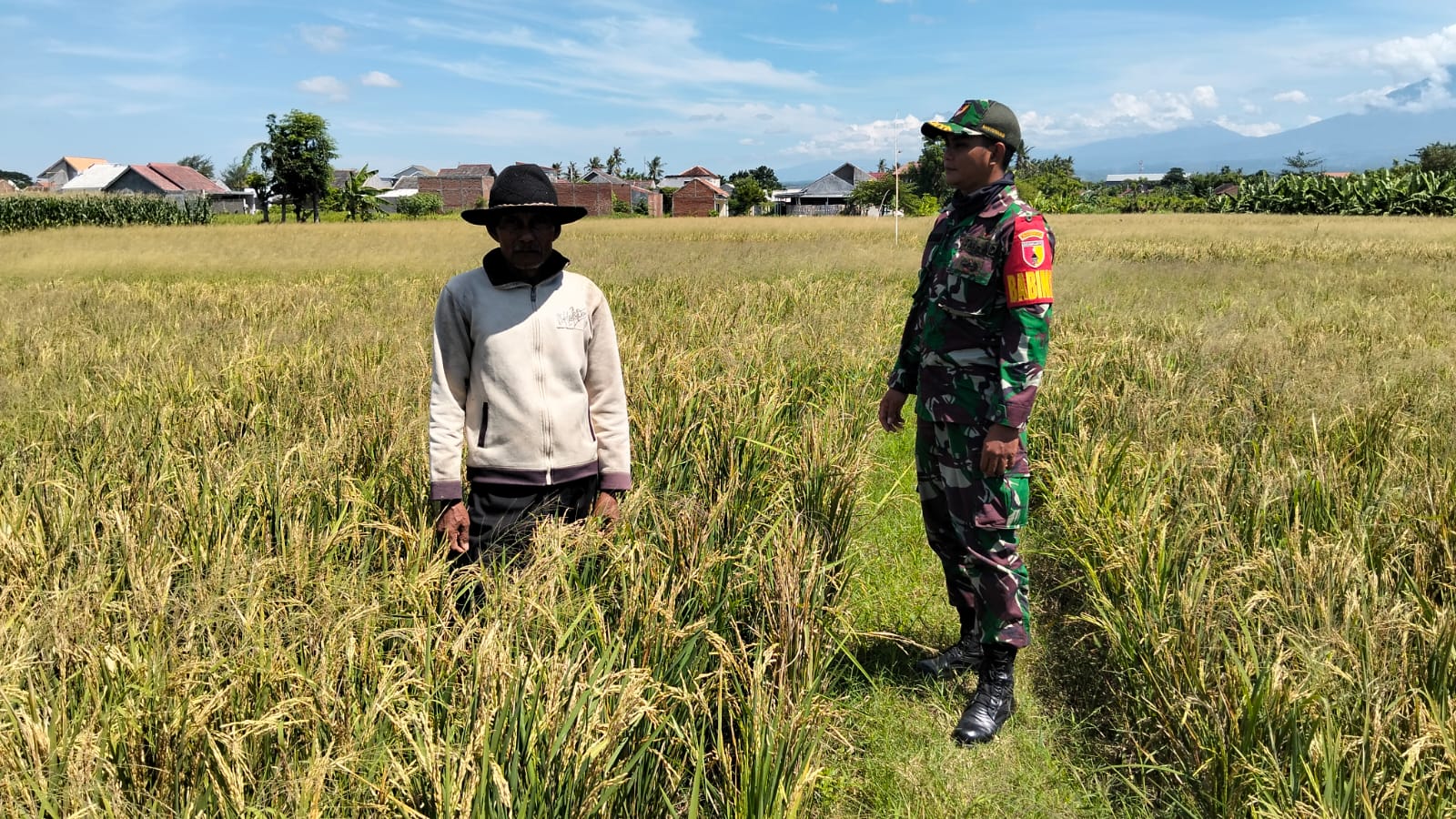 Serda Wahyu Armansyah Babinsa Kelurahan Tukangkayu Tinjau Lahan Panen Bersama Kelompok Tani Blambangan
