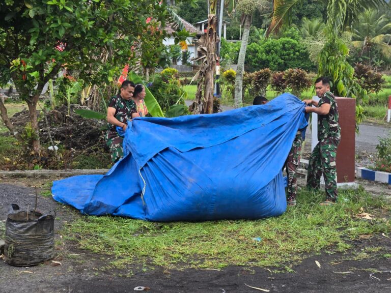 Semangat TNI Manunggal Membangun Desa (TMMD) ke-126 Kodim 0818/Malang-Batu tidak hanya terlihat dalam pembangunan fisik infrastruktur, tetapi juga dalam kepedulian sosial terhadap warga. Di sela-sela waktu istirahat pengerjaan proyek, anggota Satgas TMMD menunjukkan aksi gotong royong yang patut diacungi jempol dengan membantu warga Dusun Kerajan 1B, Desa Lebakharjo, Kecamatan Ampelgading, menyelamatkan hasil panen padi mereka.
