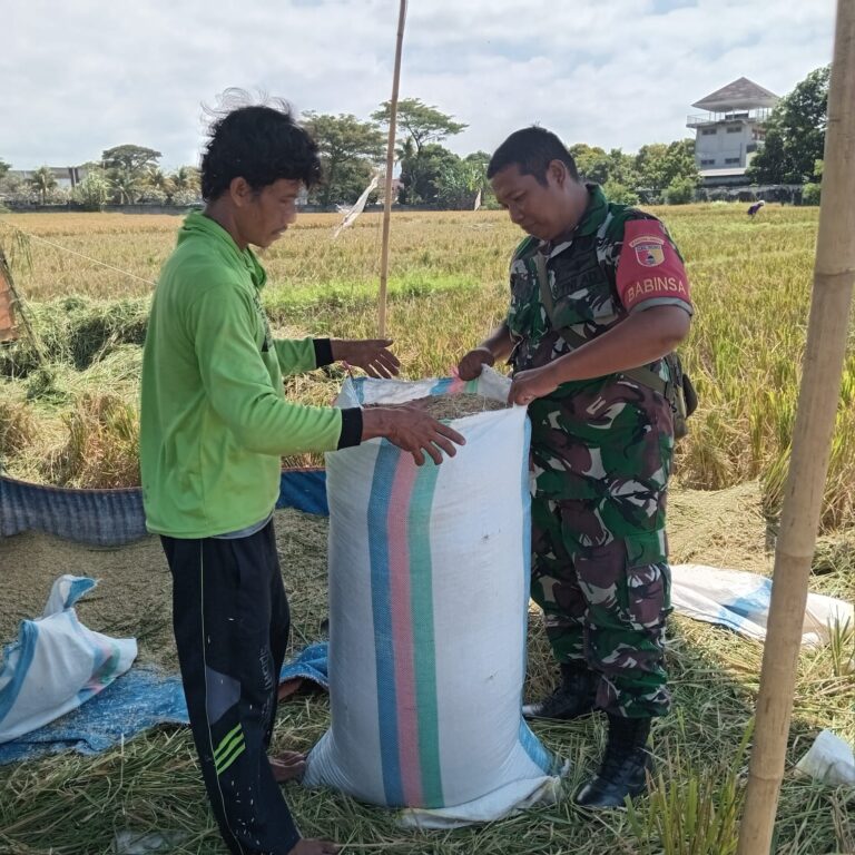 Panen di Tamanbaru Tembus 10 Ton Lebih, Peran Babinsa di Baliknya Jadi Sorotan